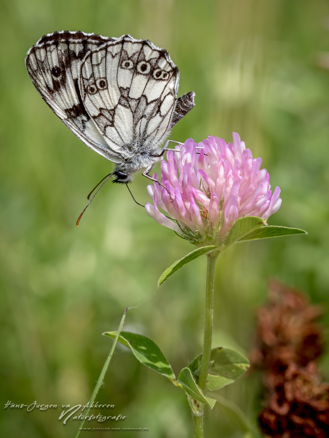 _DM45072 Schachbrett oder auch Damenbrett - Melanargia galathea